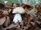 Cep edulis 3o